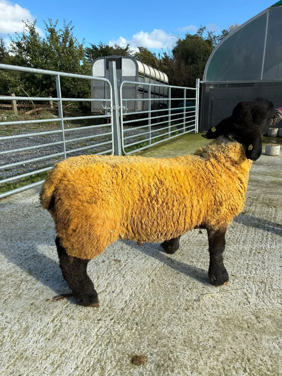 Pedigree Suffolk Ram Lamb - Image 2