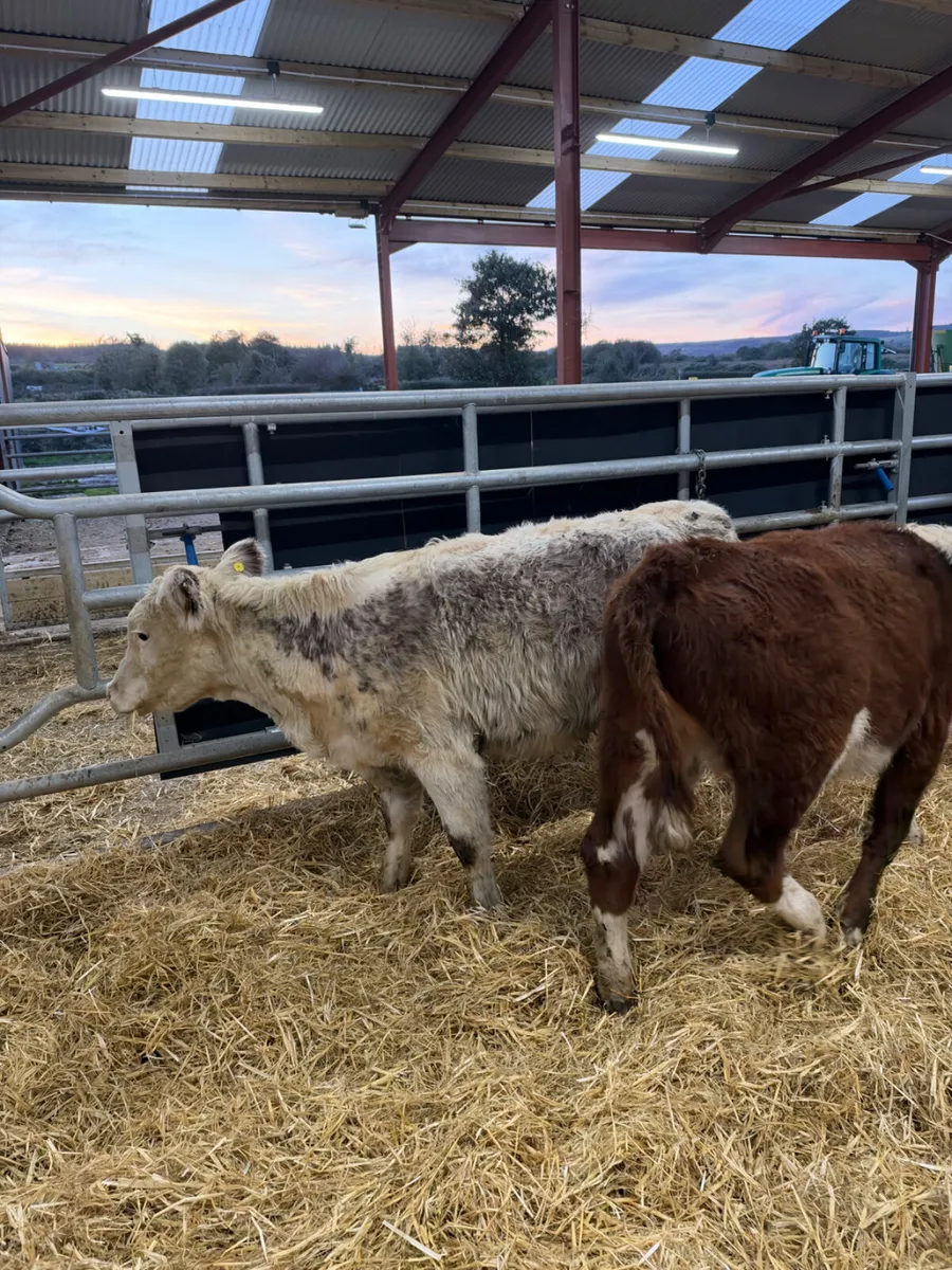 Hereford heifers - Image 2