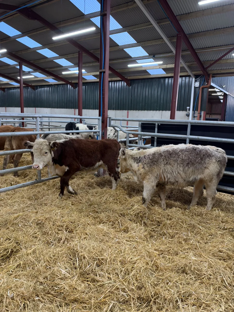 Hereford heifers - Image 1