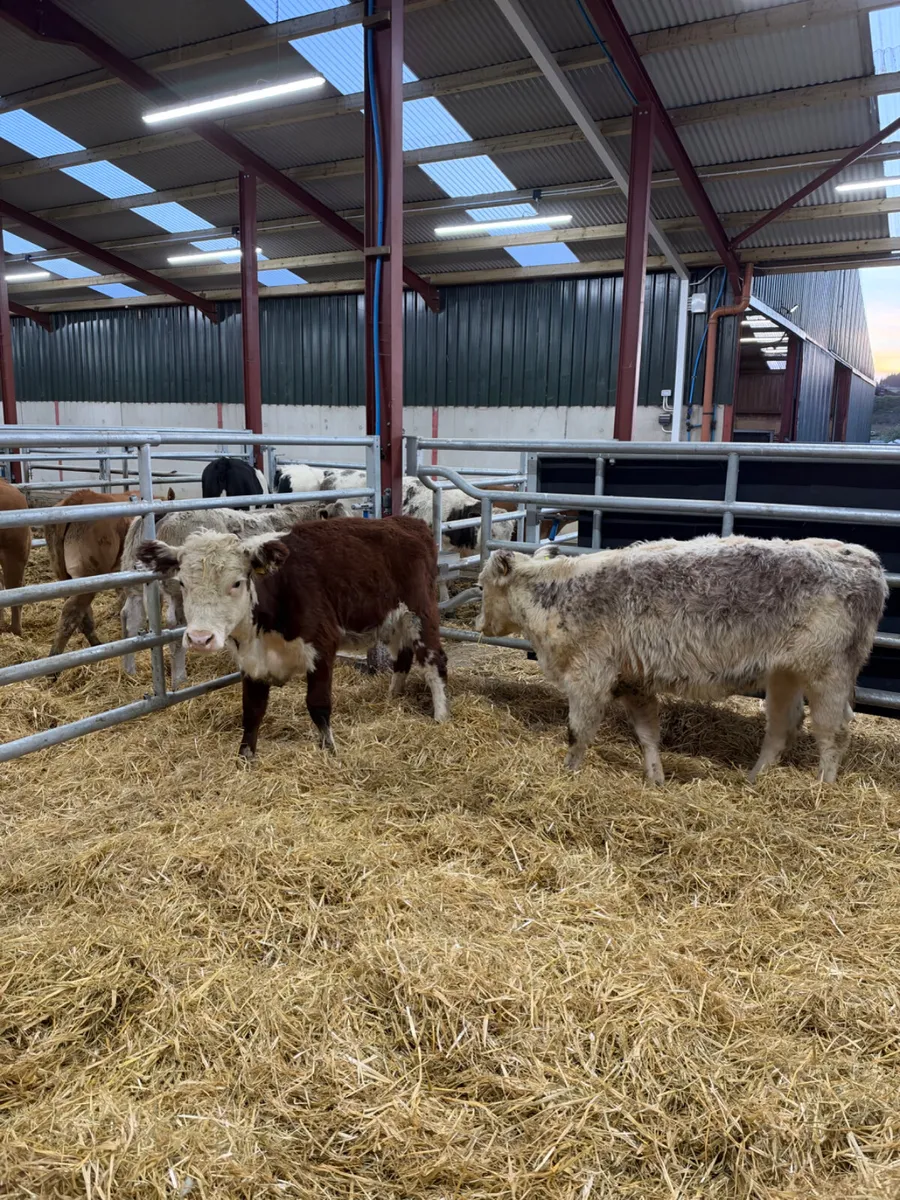 Hereford heifers - Image 4