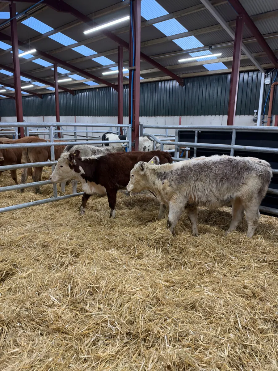 Hereford heifers - Image 3