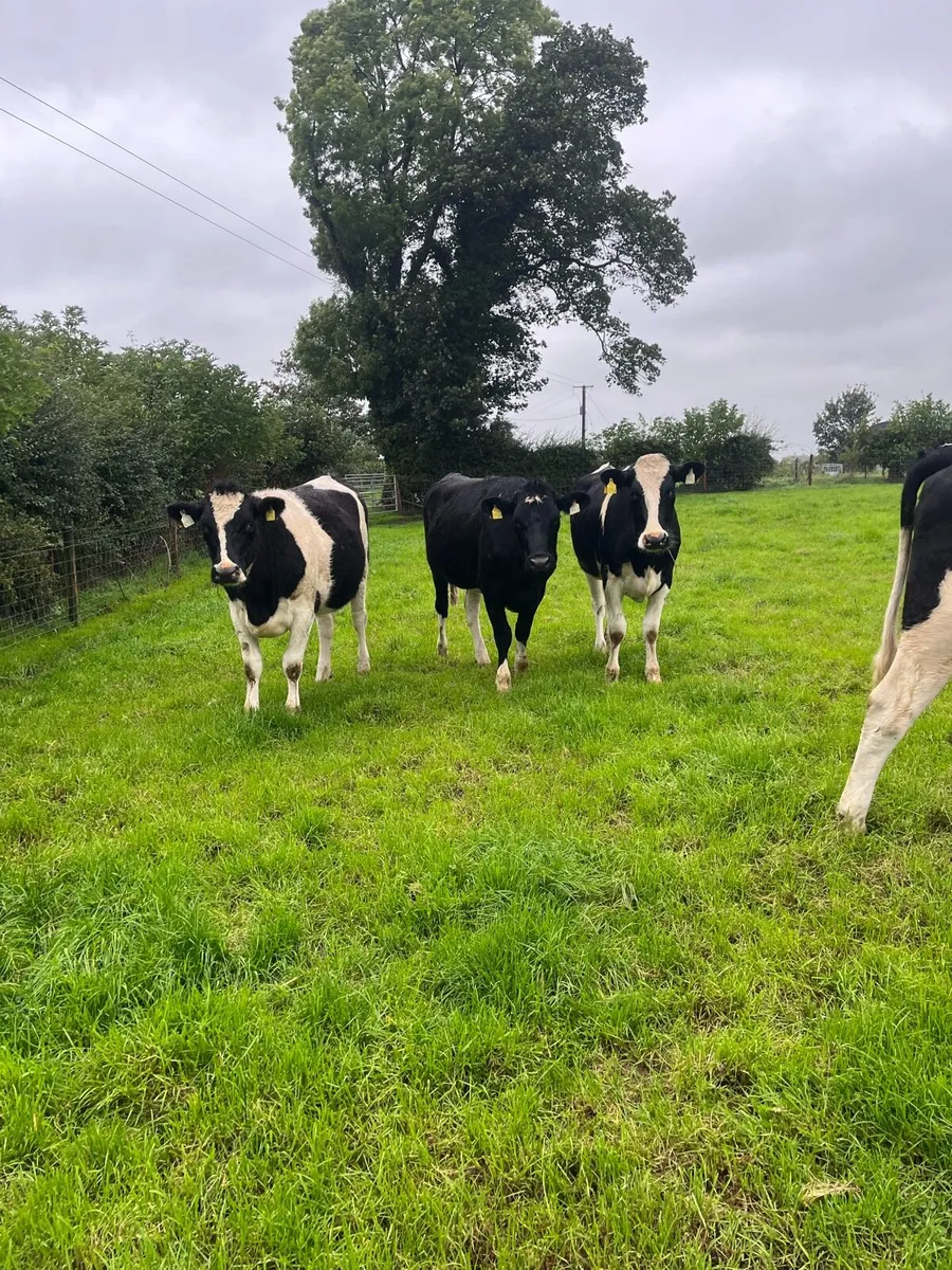 In calf heifers - Image 1