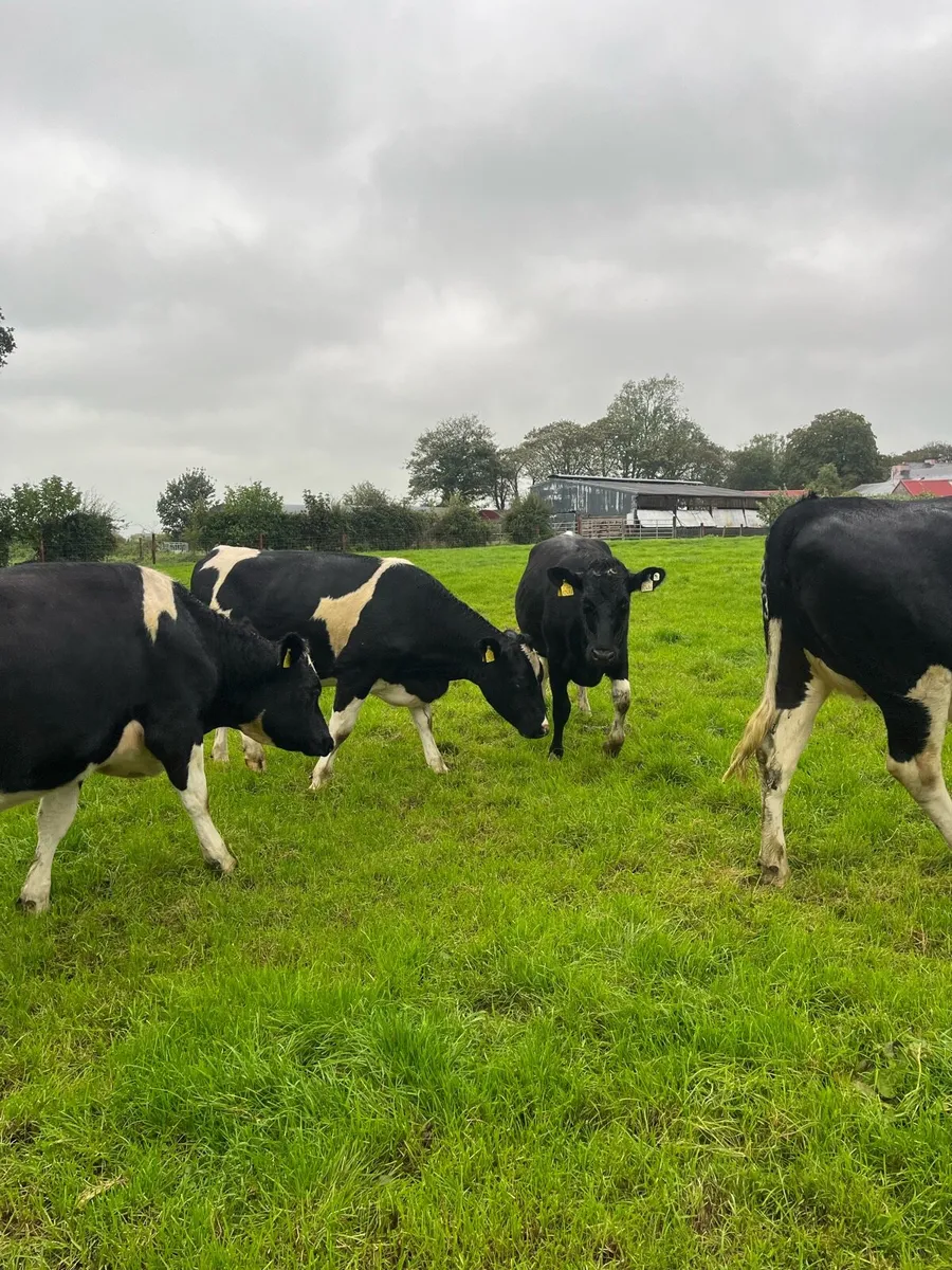 In calf heifers - Image 2