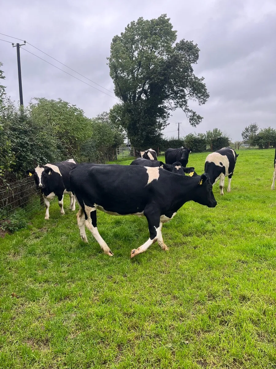 In calf heifers - Image 3