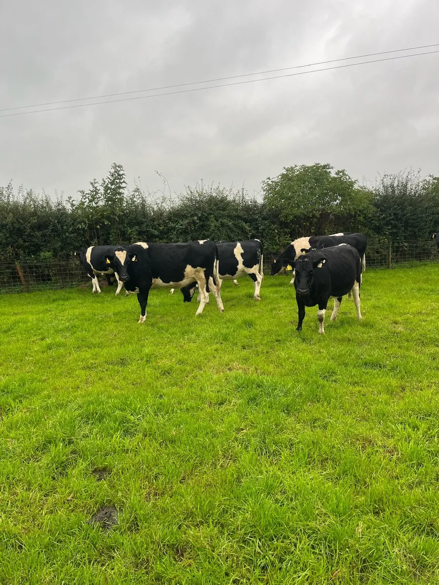 In calf heifers - Image 4