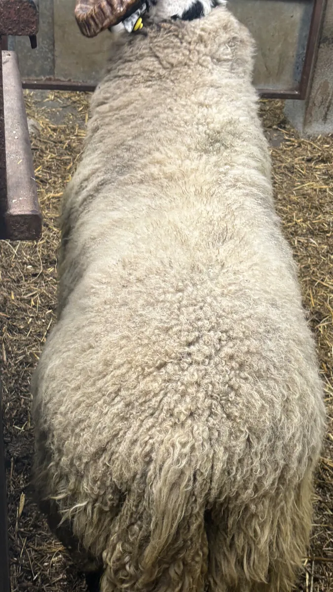 ⭐️ Super Lanark Hogget Ram ⭐️ - Image 4