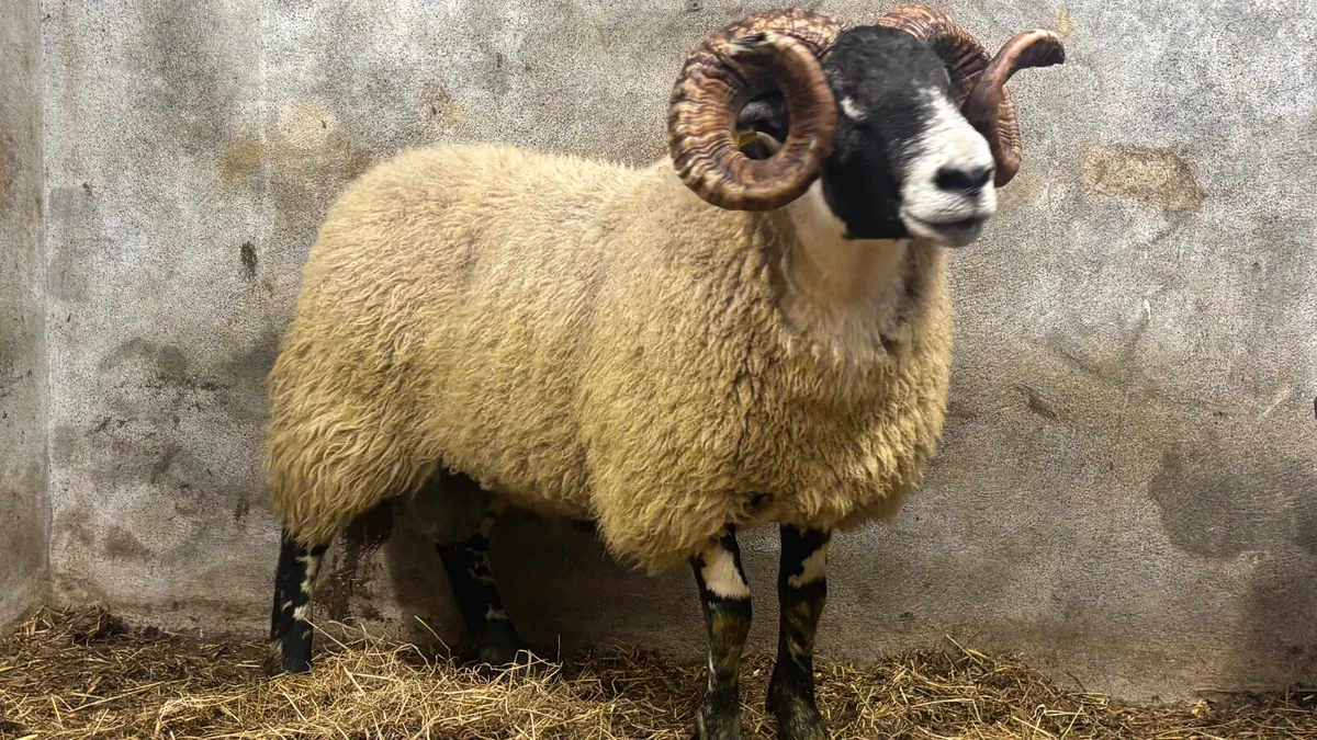 ⭐️ Super Lanark Hogget Ram ⭐️ - Image 3