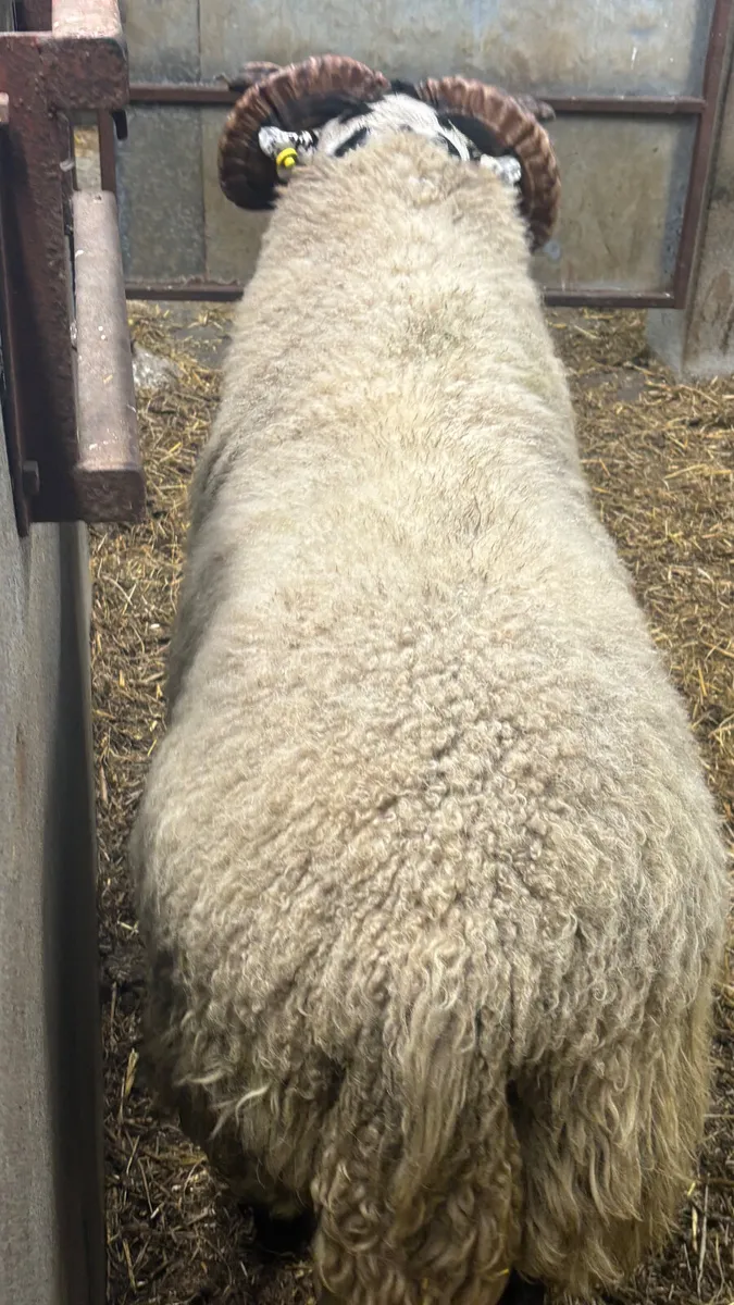 ⭐️ Super Lanark Hogget Ram ⭐️ - Image 2