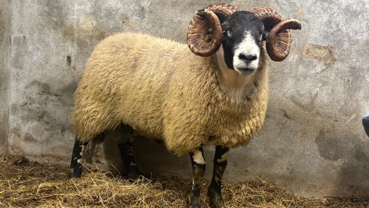 ⭐️ Super Lanark Hogget Ram ⭐️ - Image 1