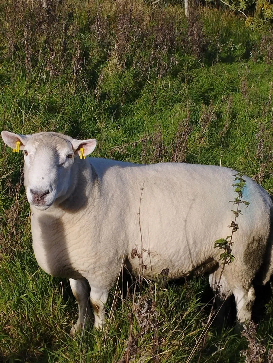 Cheviot Ram - Image 3
