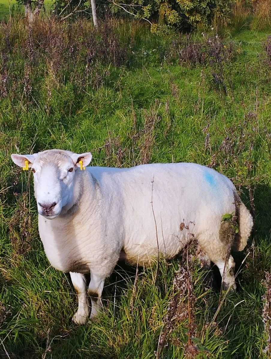 Cheviot Ram - Image 1