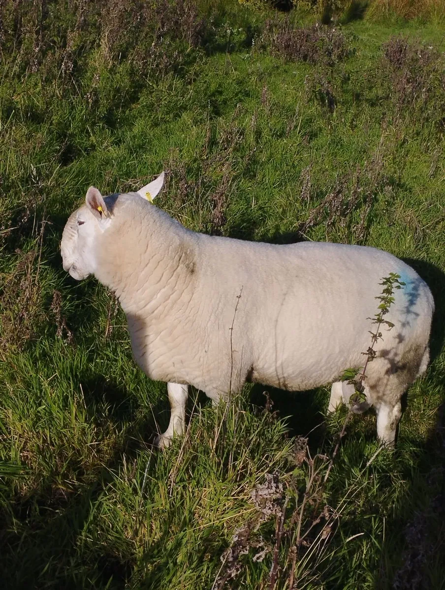 Cheviot Ram - Image 4
