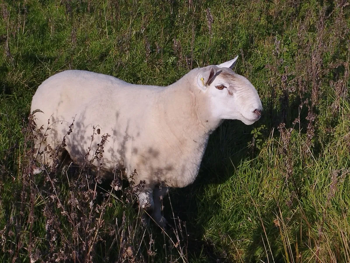 Cheviot Ram - Image 2