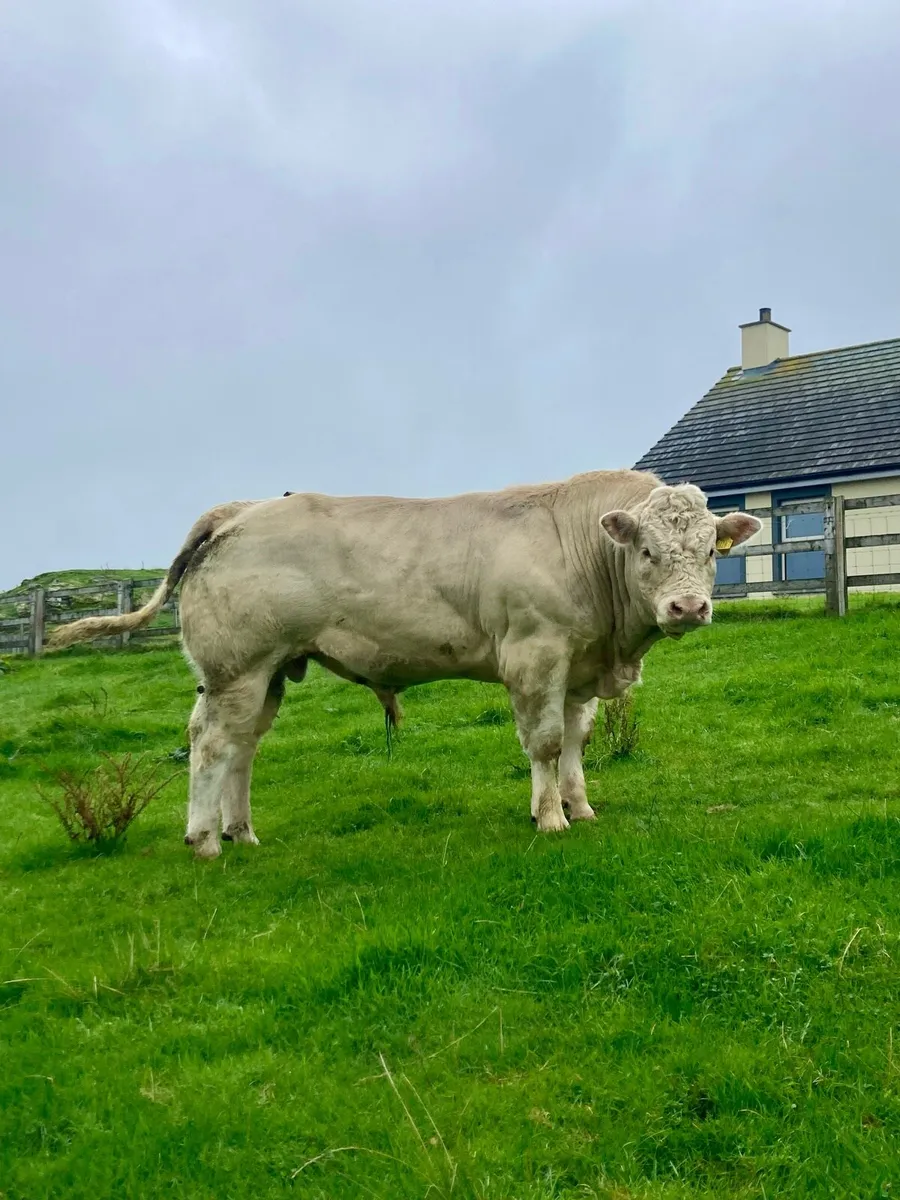 Pedigree Charolais Bull for sale - Image 2