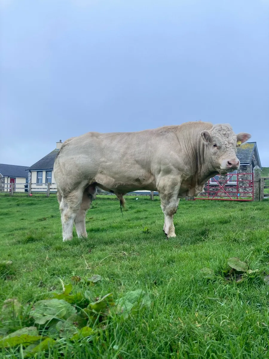 Pedigree Charolais Bull for sale - Image 4