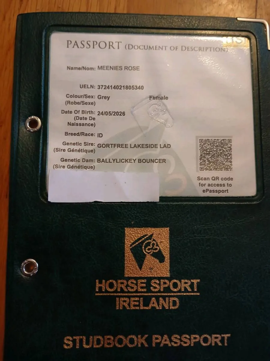 Irish Draught Filly Foal - Image 1