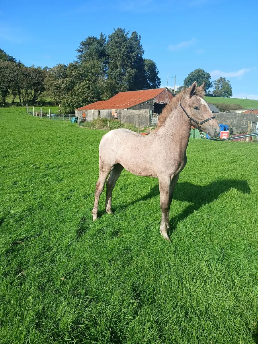Irish Draught Filly Foal - Image 2