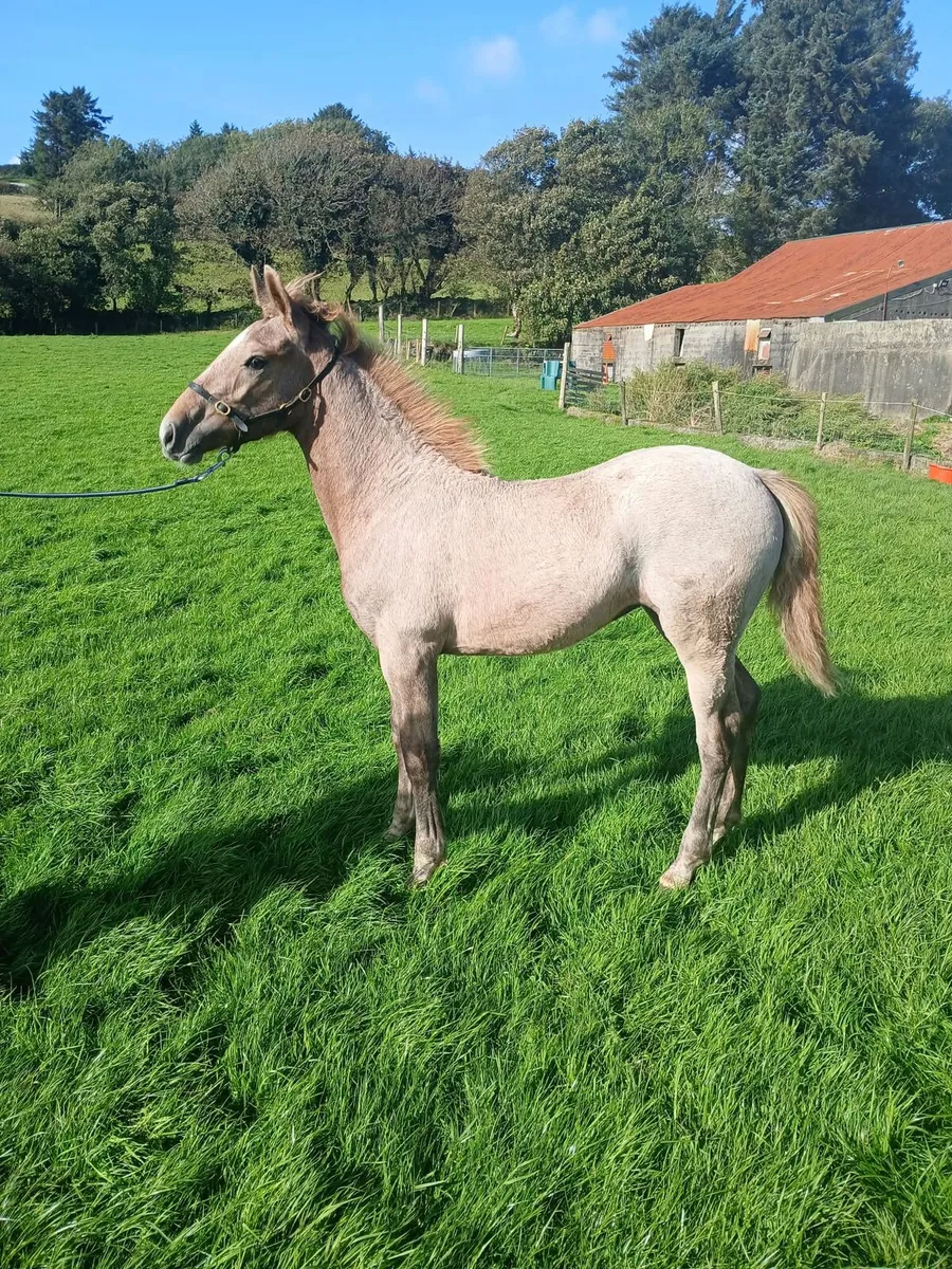 Irish Draught Filly Foal - Image 3