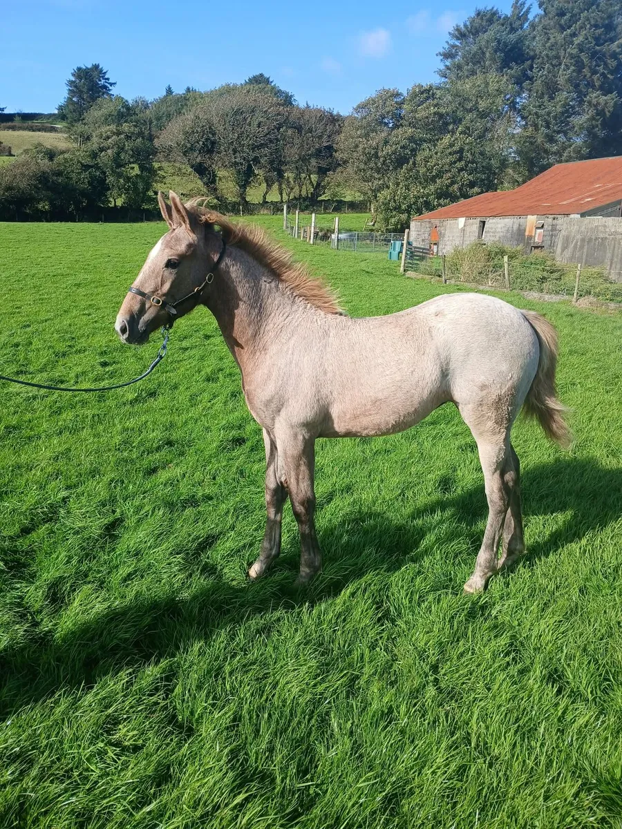 Irish Draught Filly Foal - Image 4