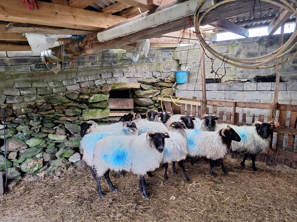Ewe Hoggets - Image 2