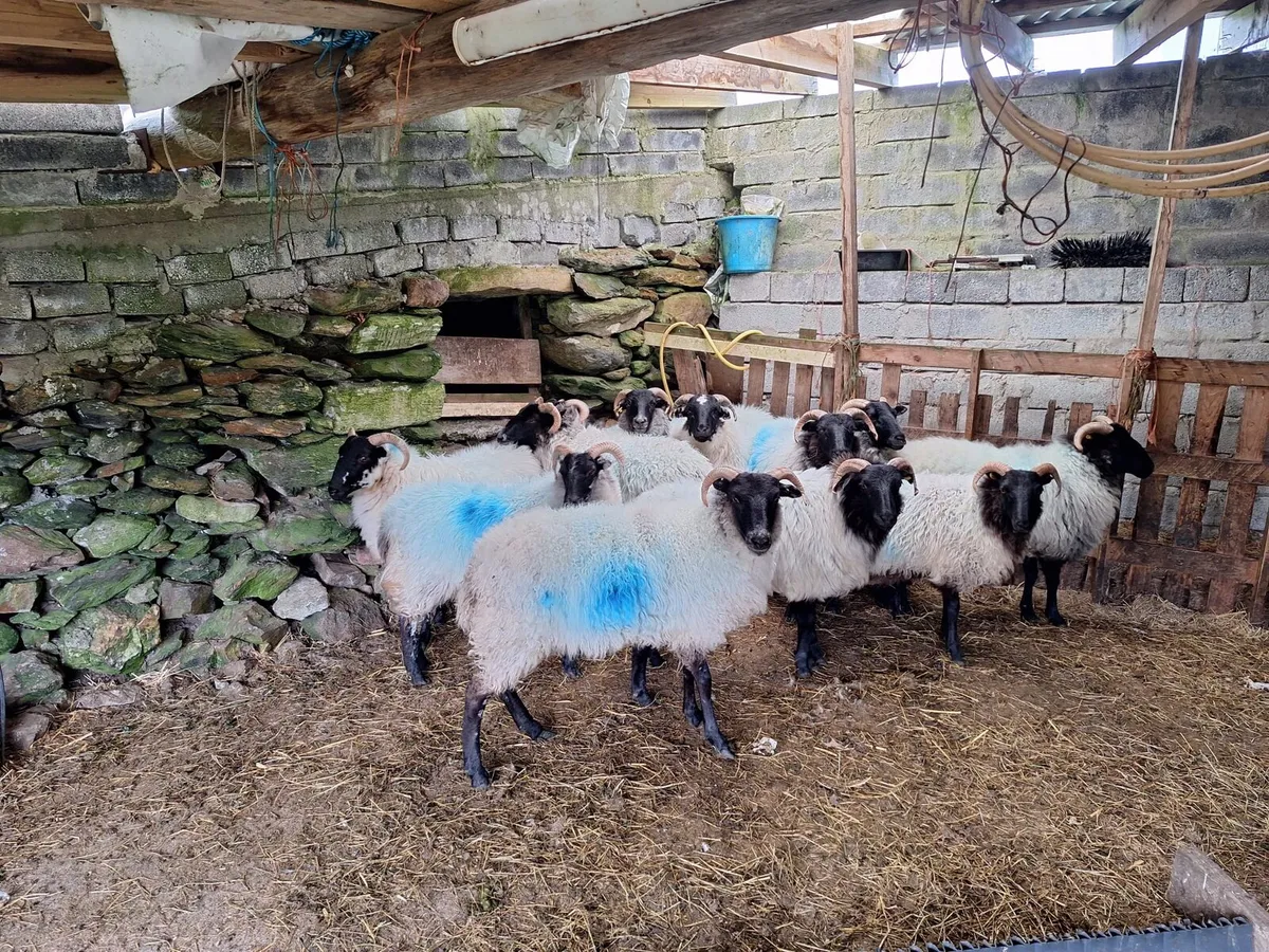 Ewe Hoggets - Image 3