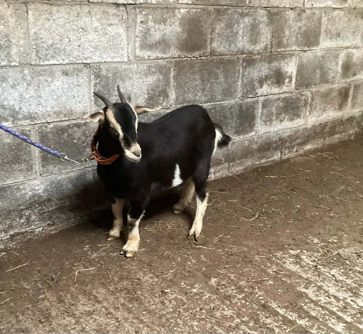 Goat in kid - Image 2
