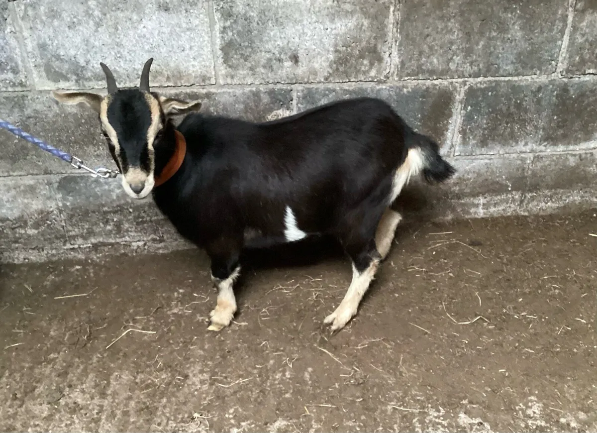 Goat in kid - Image 1