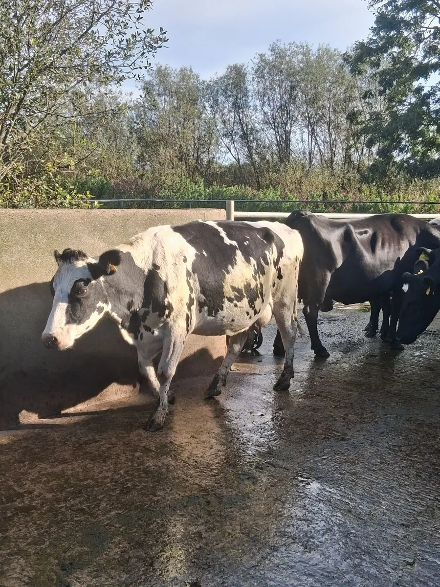 Milking cows - Image 1
