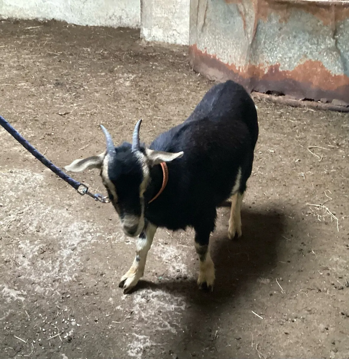 Goat in kid - Image 4