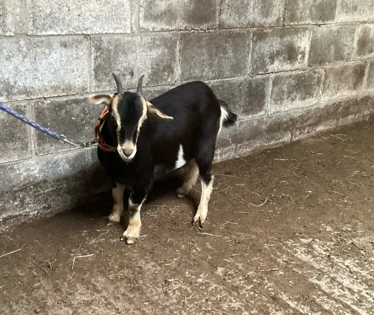 Goat in kid - Image 3