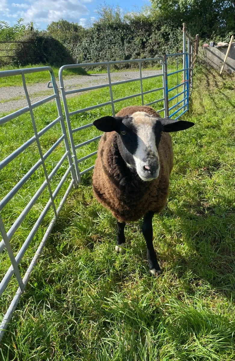 Lamb ram - Image 1