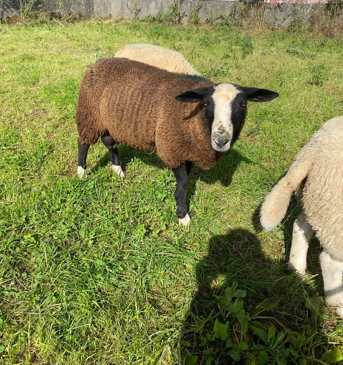 Lamb ram - Image 2