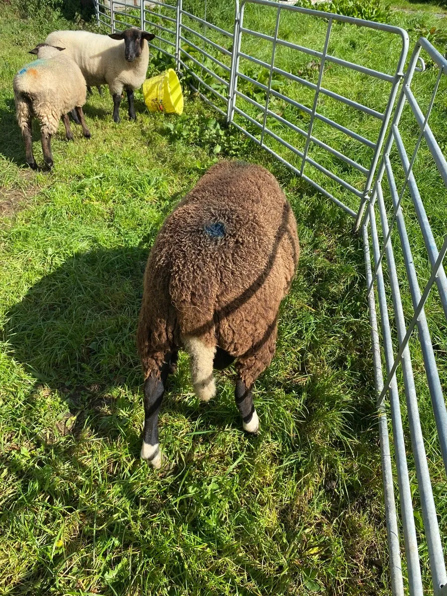 Lamb ram - Image 3