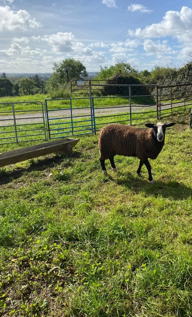 Lamb ram - Image 4