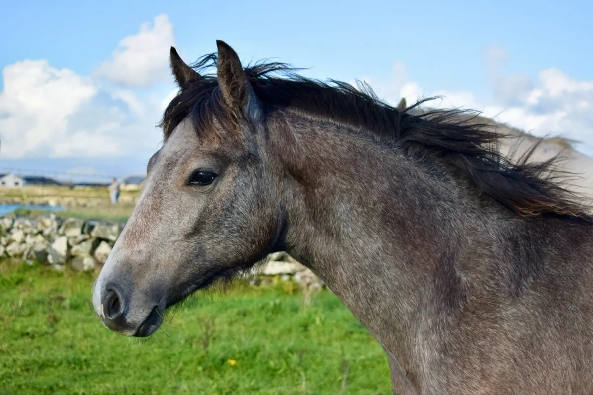 Connemara Filly Foal - Image 1