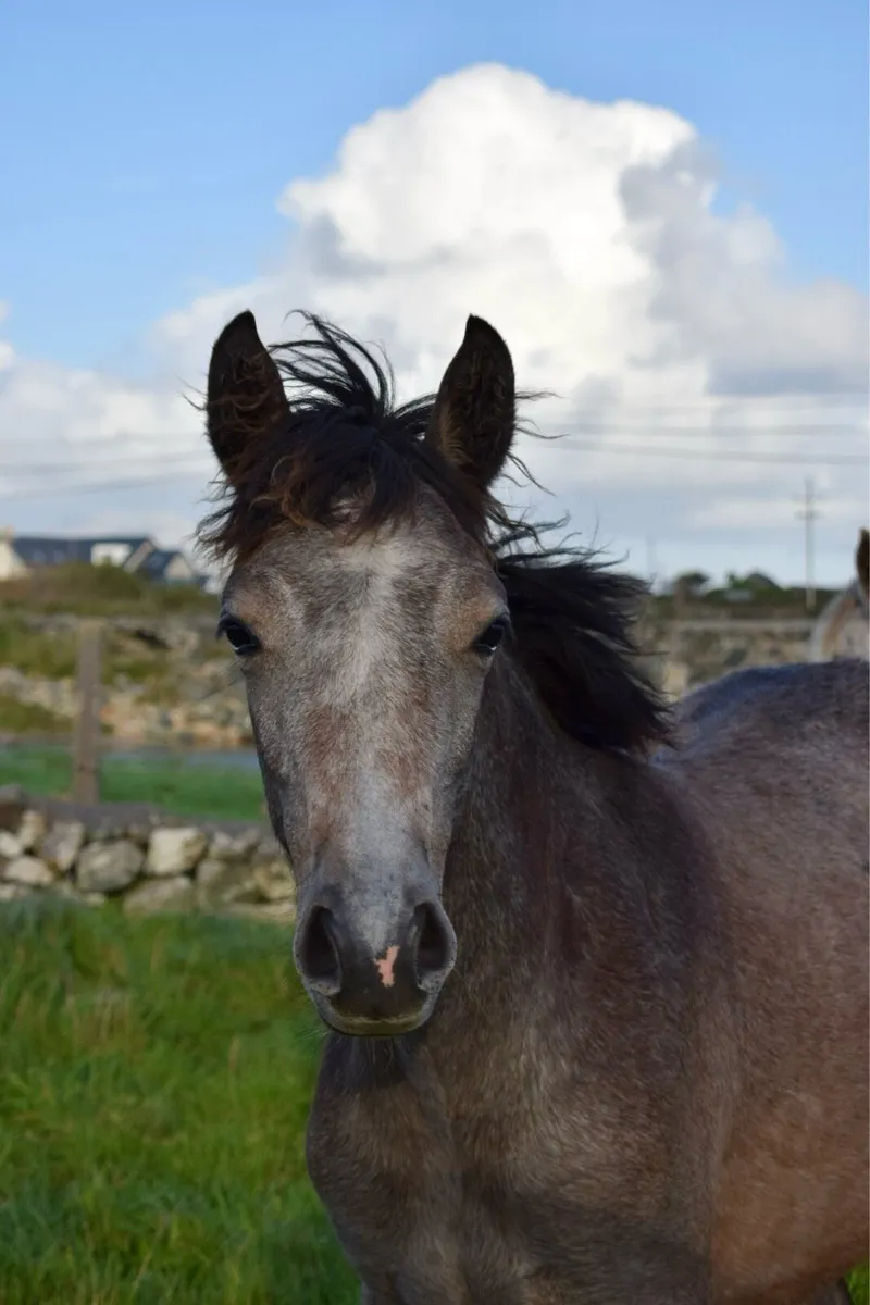 Connemara Filly Foal - Image 2