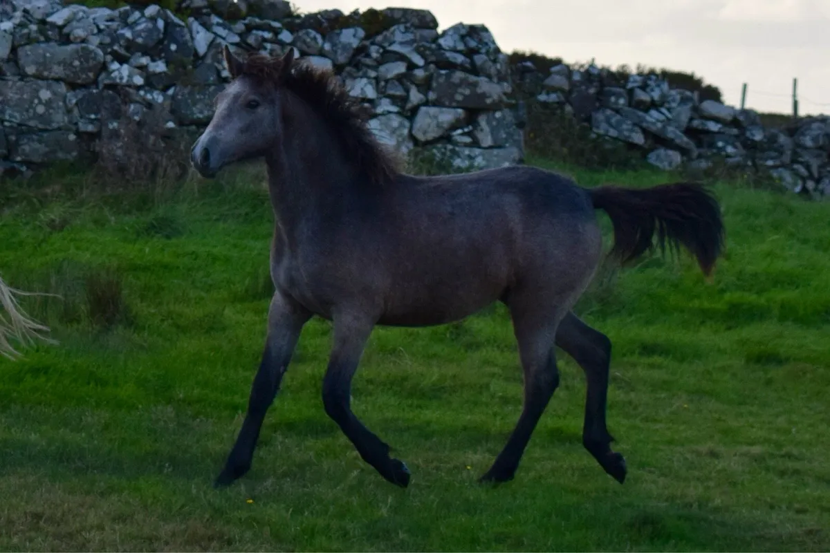 Connemara Filly Foal - Image 3