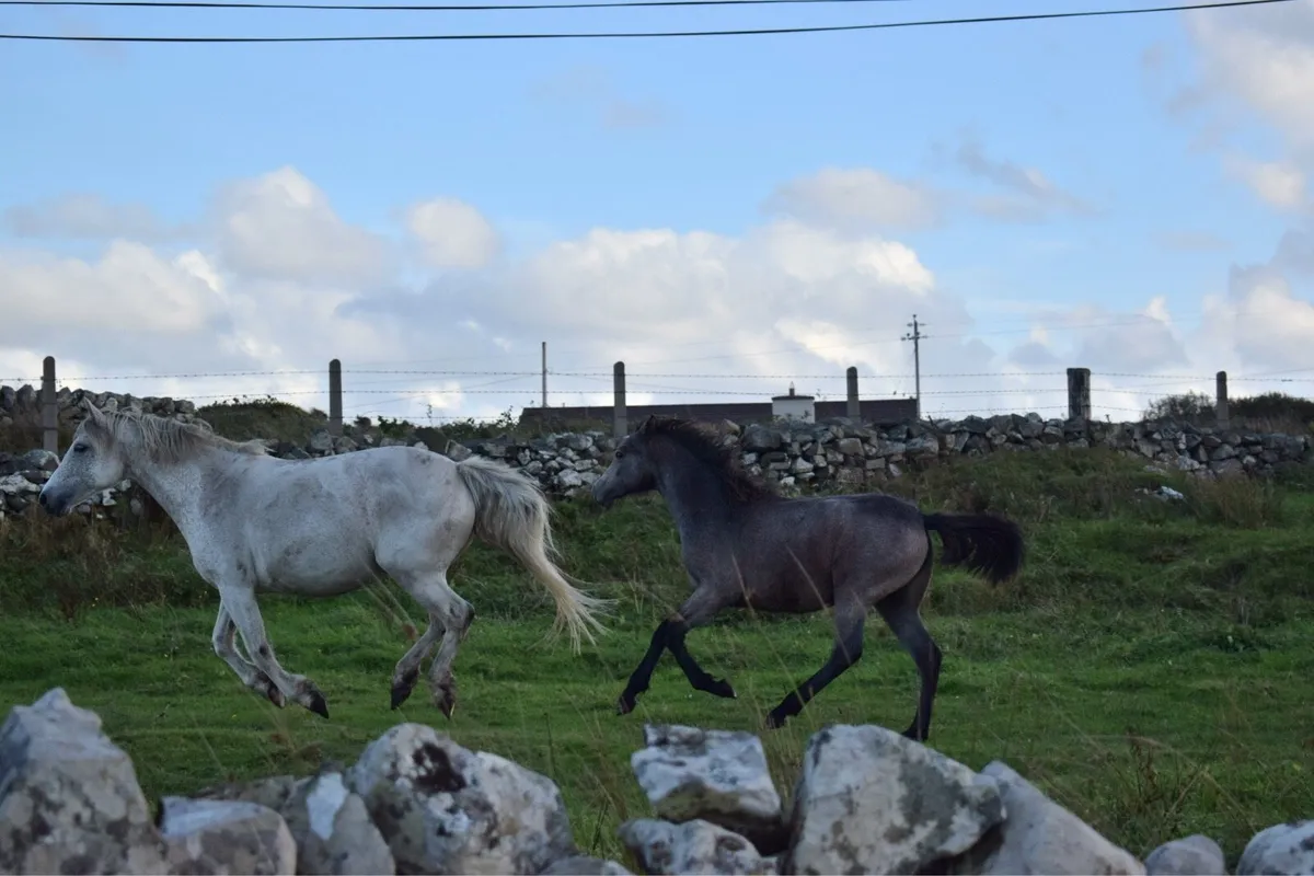 Connemara Filly Foal - Image 4