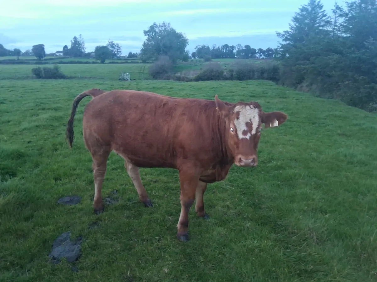Breeding Heifers - Image 1