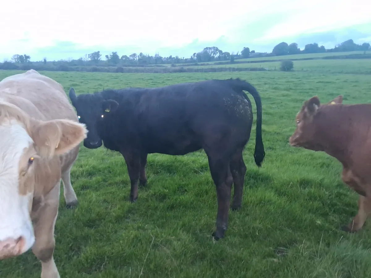 Breeding Heifers - Image 2