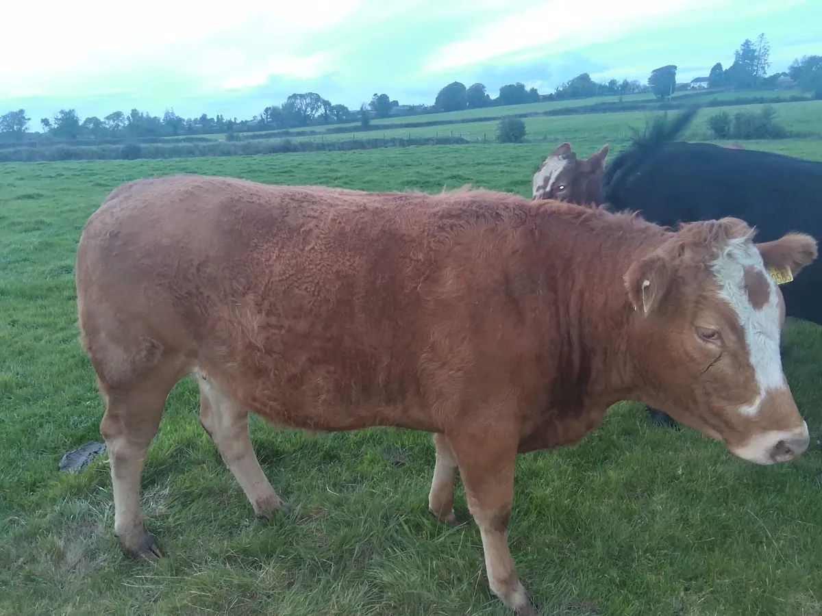 Breeding Heifers - Image 3
