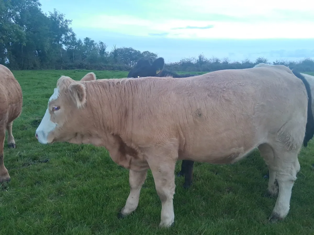Breeding Heifers - Image 4