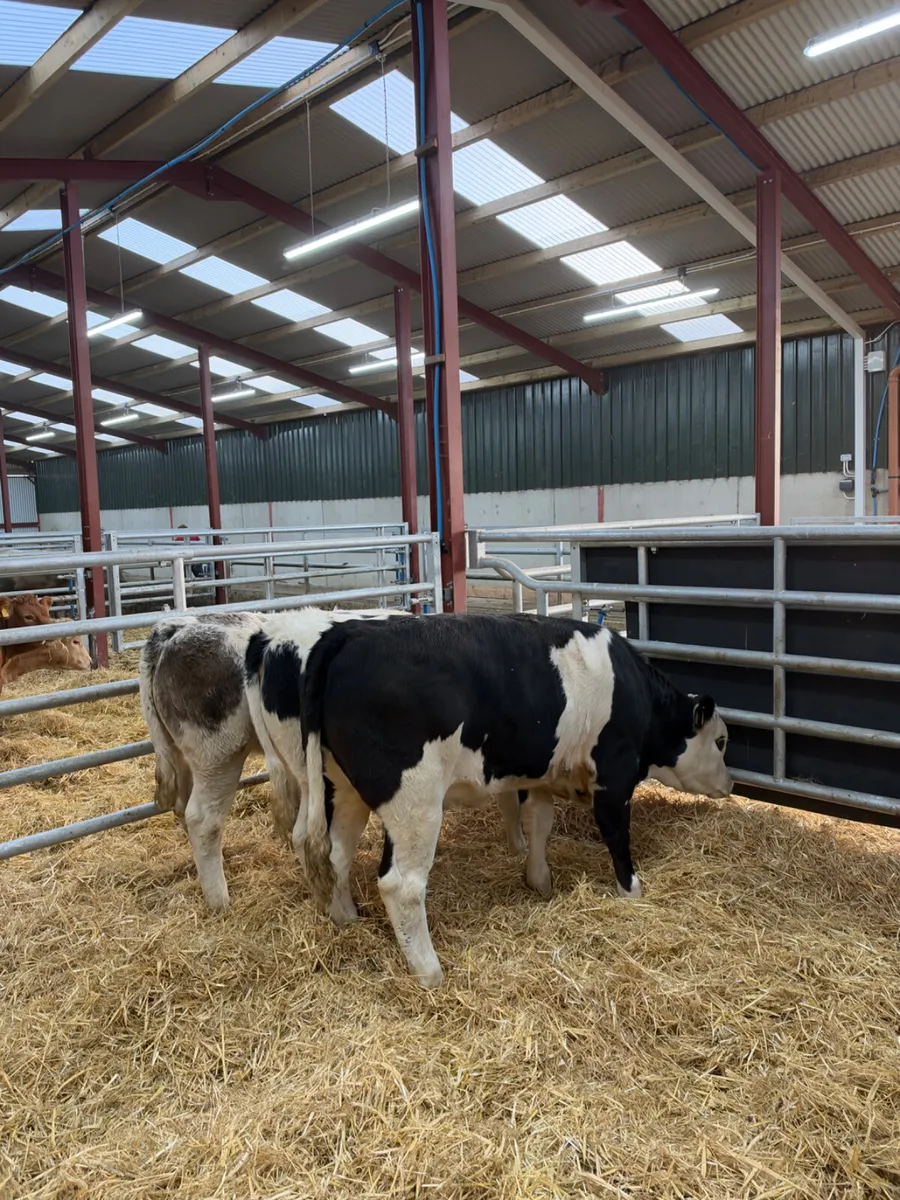 Simmental heifers - Image 4