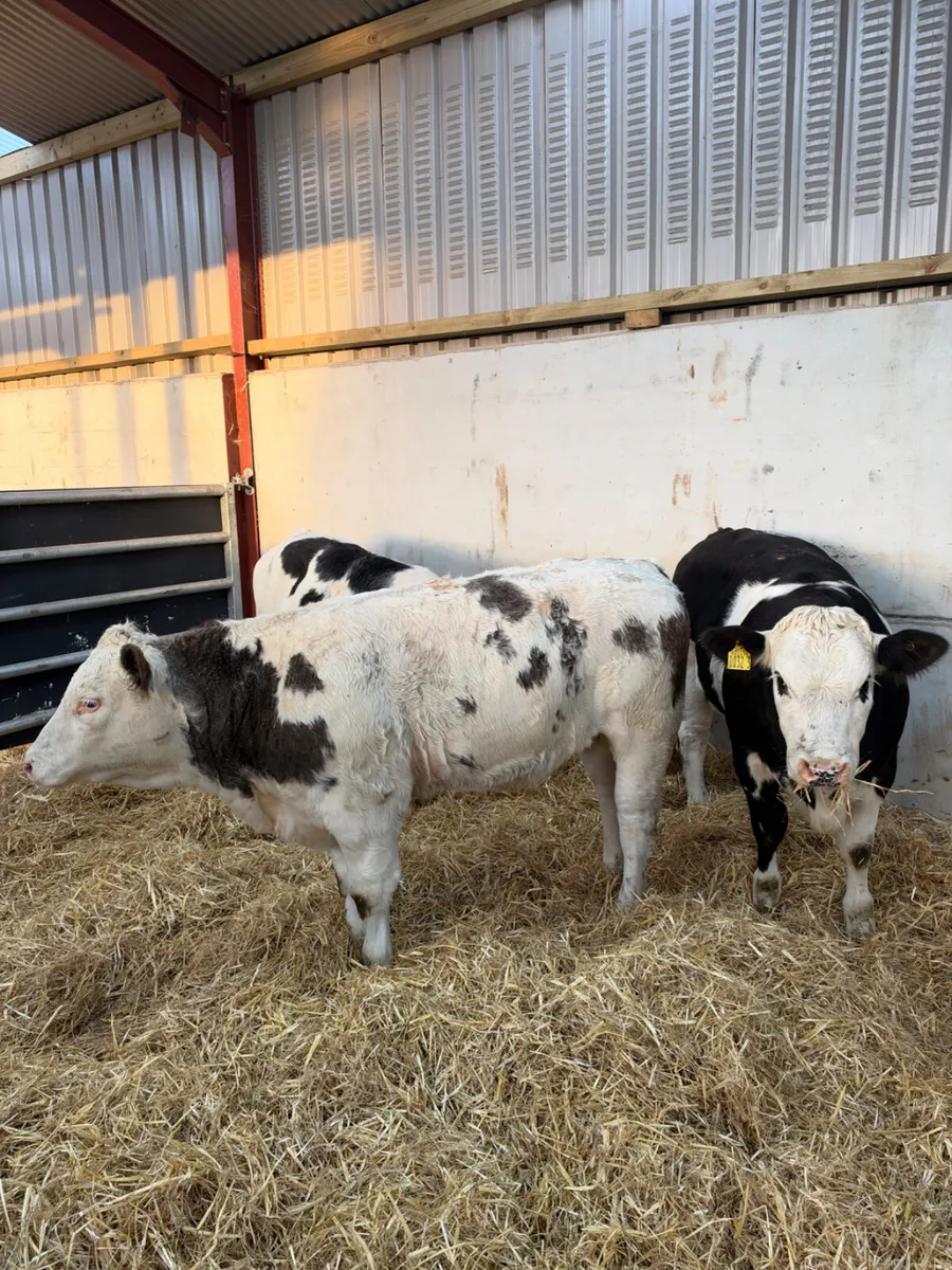 Simmental heifers - Image 1
