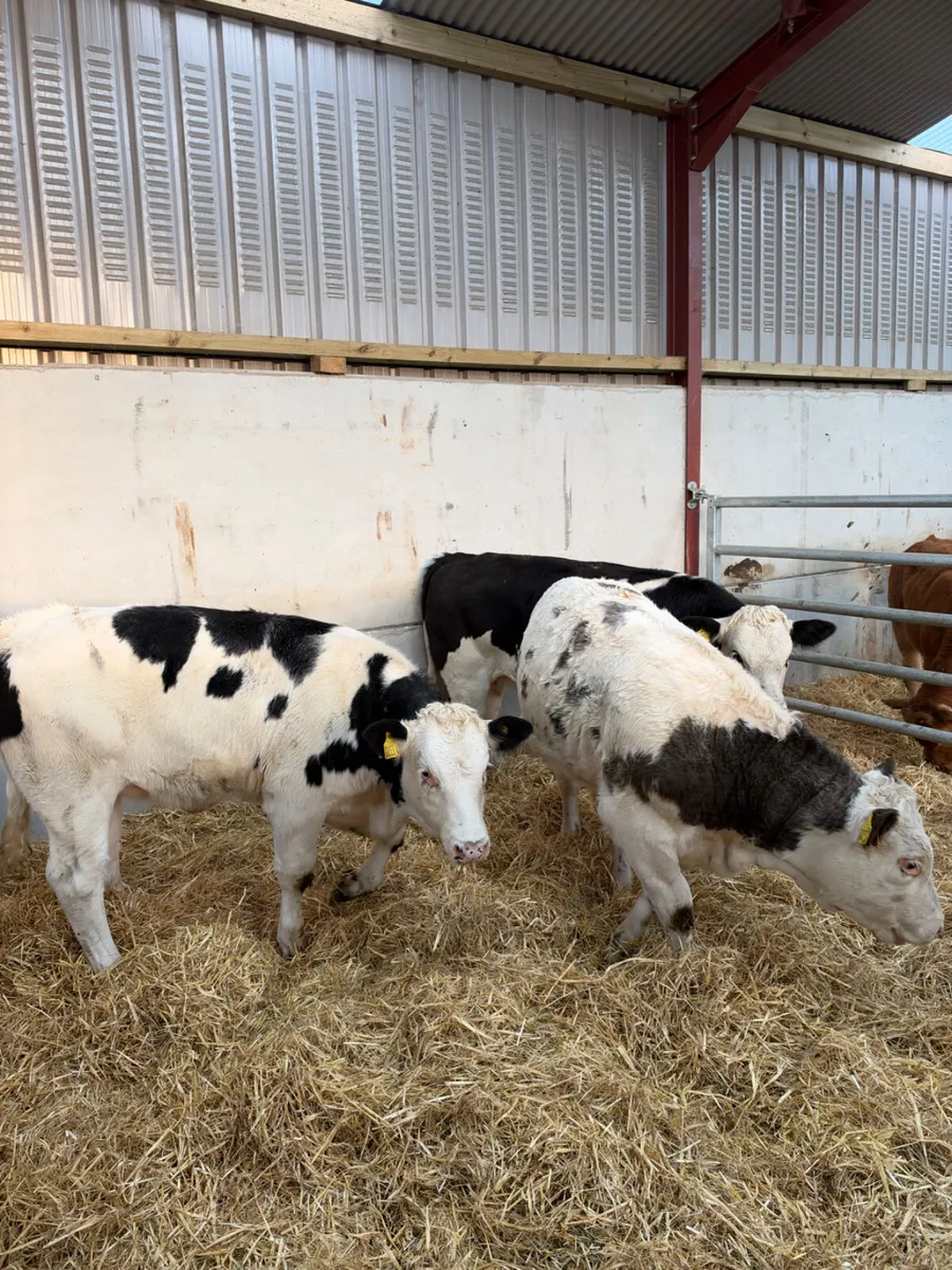 Simmental heifers - Image 3
