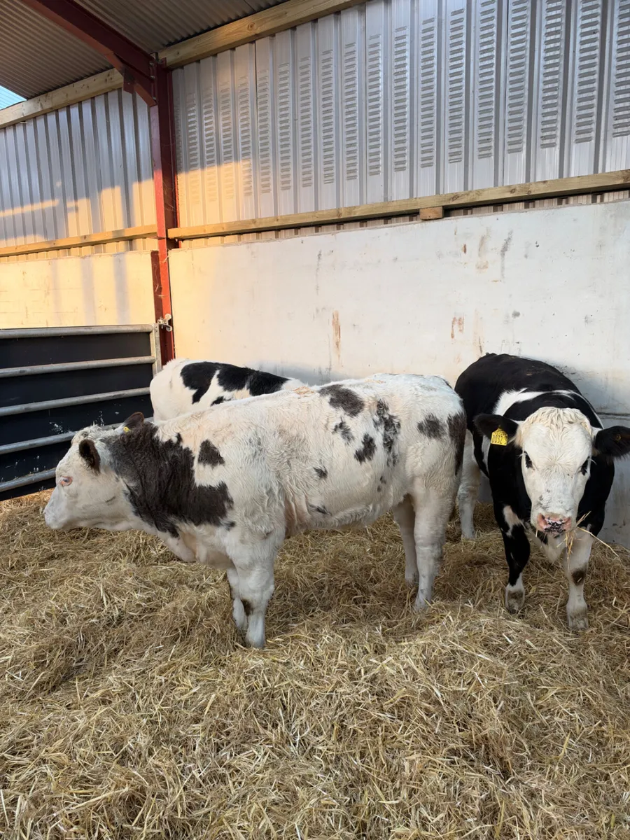 Simmental heifers - Image 2