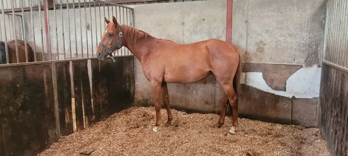Horse