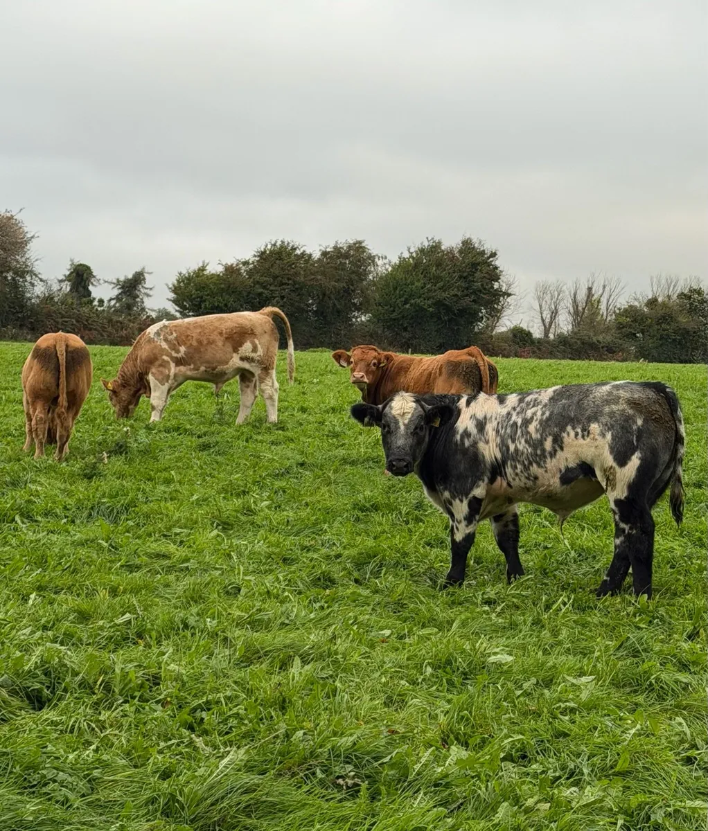 Weanlings For Sale - Image 2
