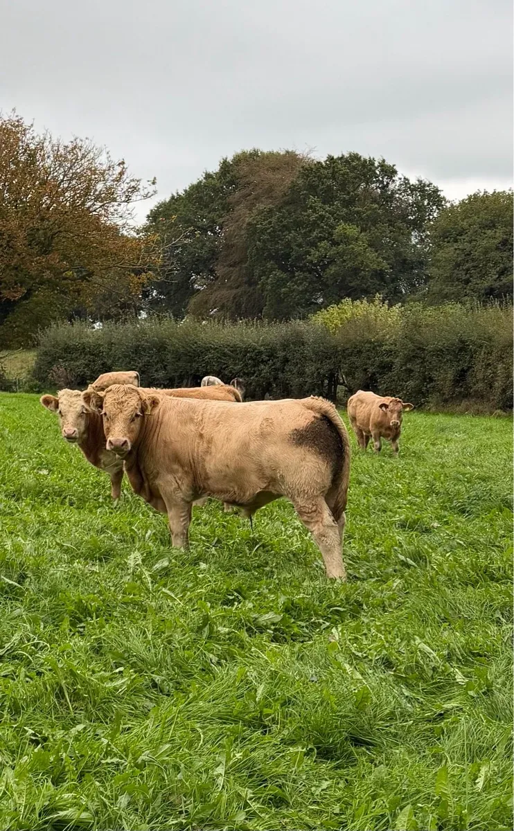 Weanlings For Sale - Image 3
