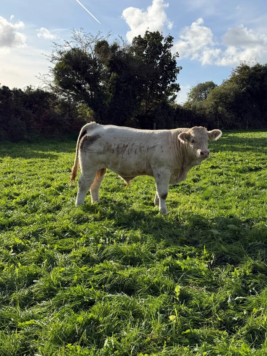 Weanlings For Sale - Image 4
